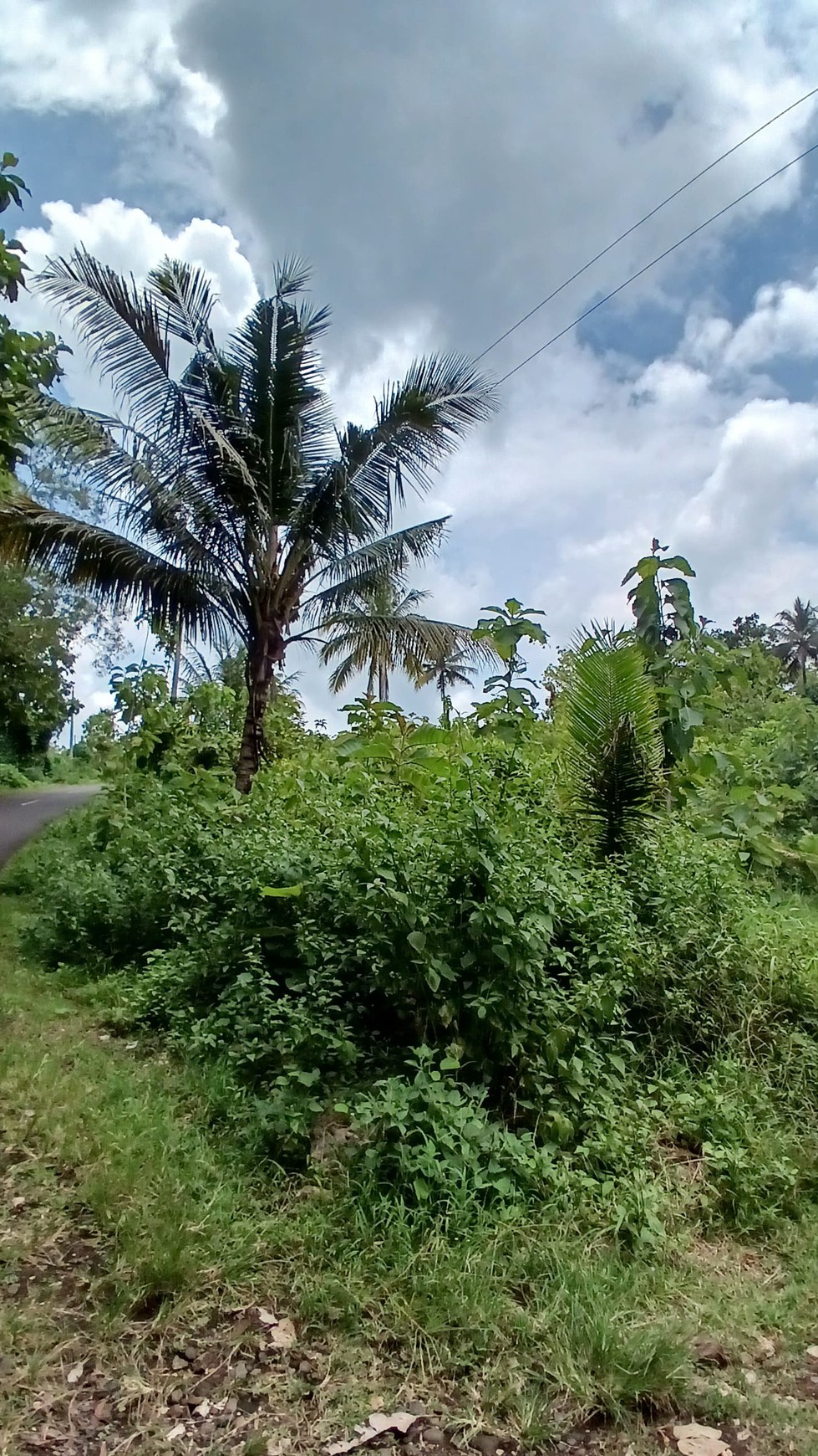 Tanah 6500 Meter Persegi Dekat SDN Bolang Girikarto Panggang Gunungkidul