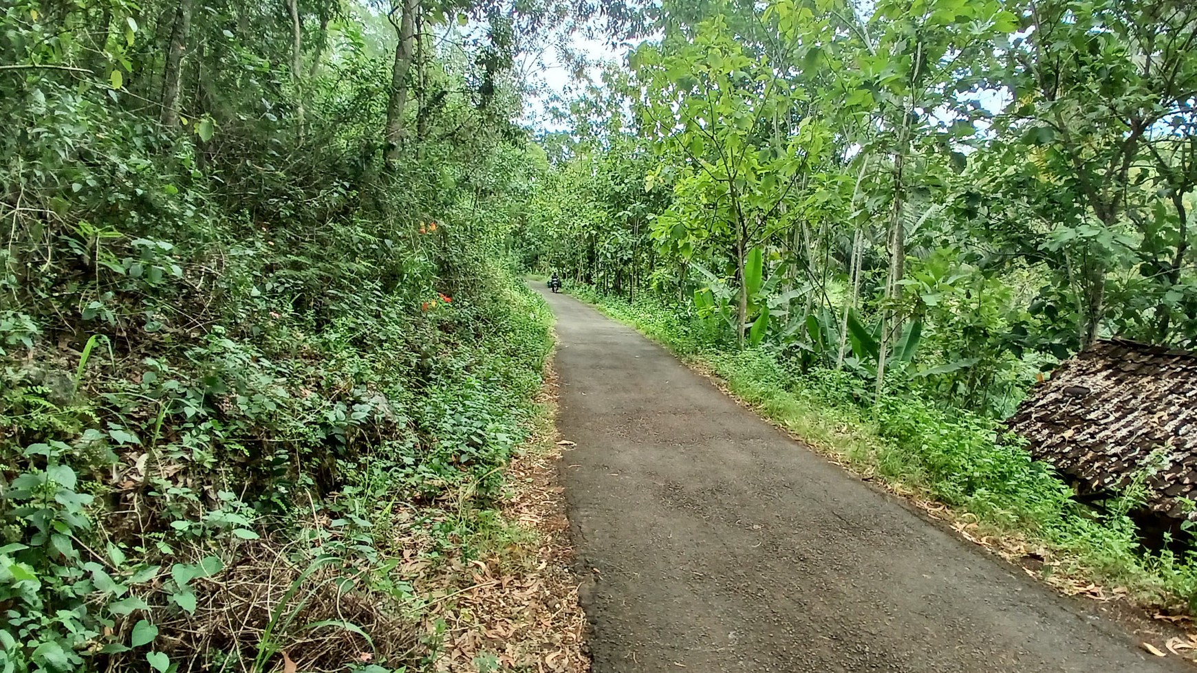 Tanah 1367 Meter Persegi Dekat Pantai Wahkudu Girikerto Panggang Gunungkidul