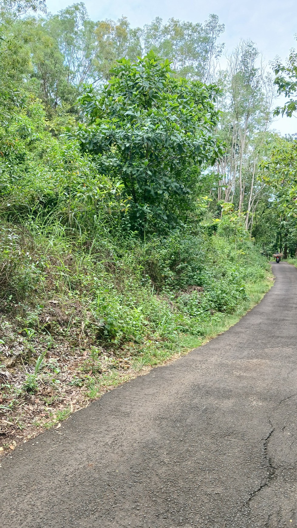 Tanah 1367 Meter Persegi Dekat Pantai Wahkudu Girikerto Panggang Gunungkidul