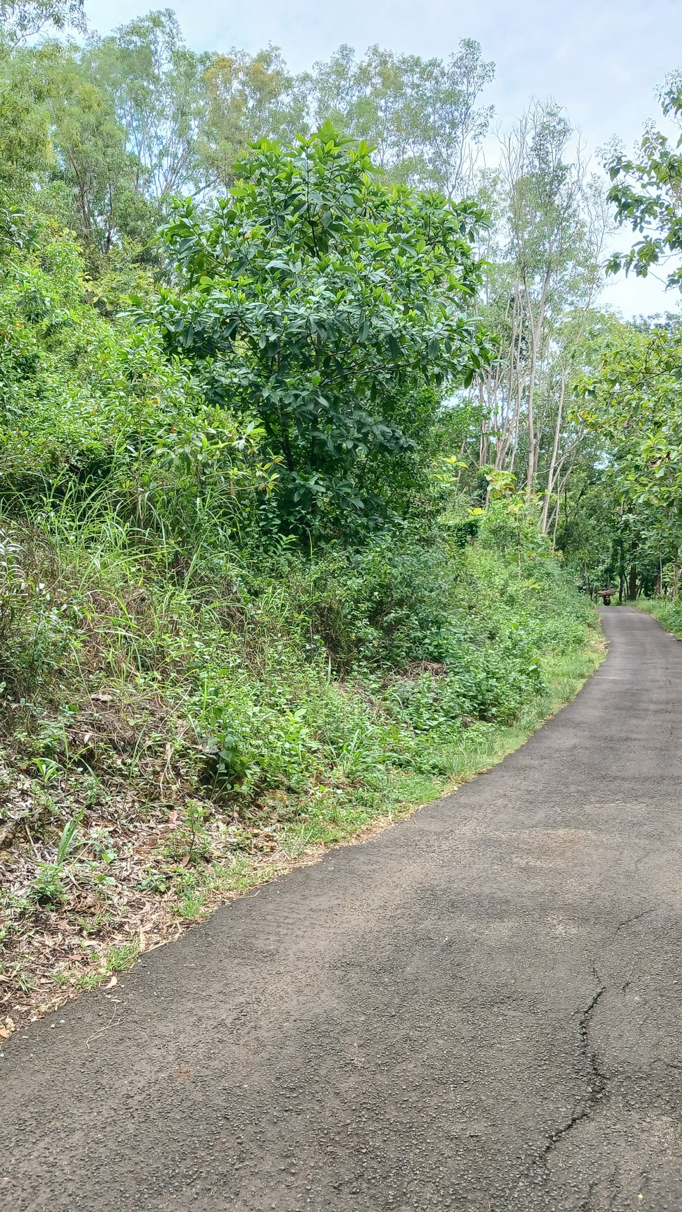 Tanah 1367 Meter Persegi Dekat Pantai Wahkudu Girikerto Panggang Gunungkidul