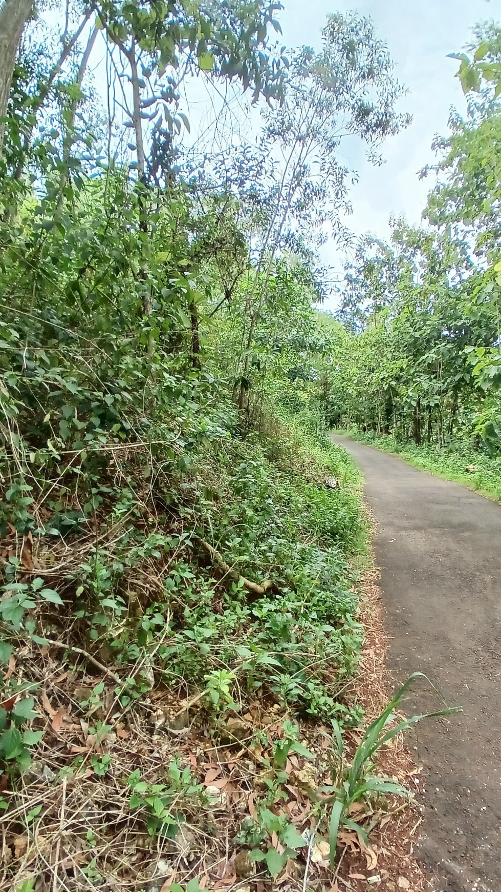 Tanah 1367 Meter Persegi Dekat Pantai Wahkudu Girikerto Panggang Gunungkidul