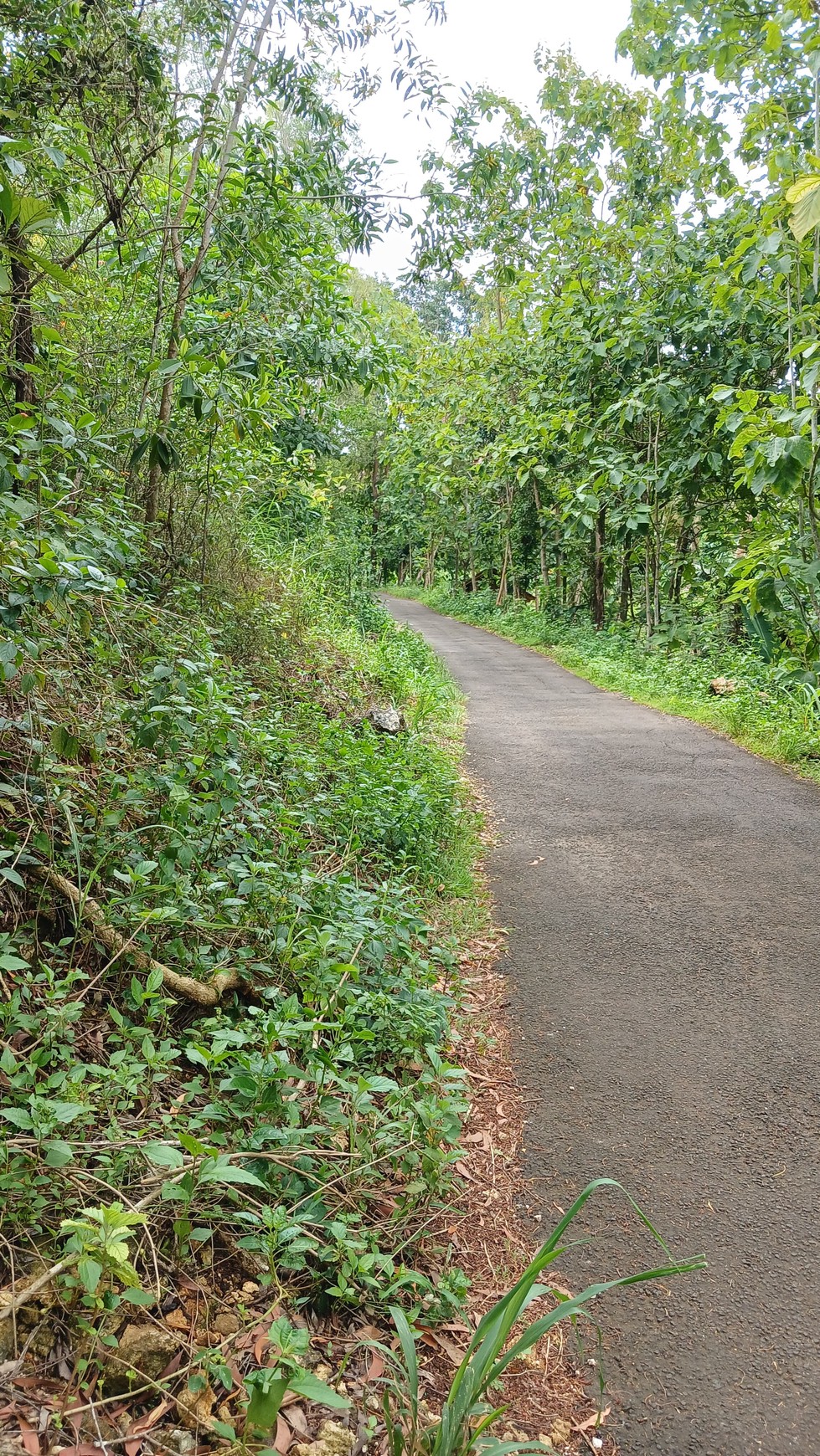 Tanah 1367 Meter Persegi Dekat Pantai Wahkudu Girikerto Panggang Gunungkidul