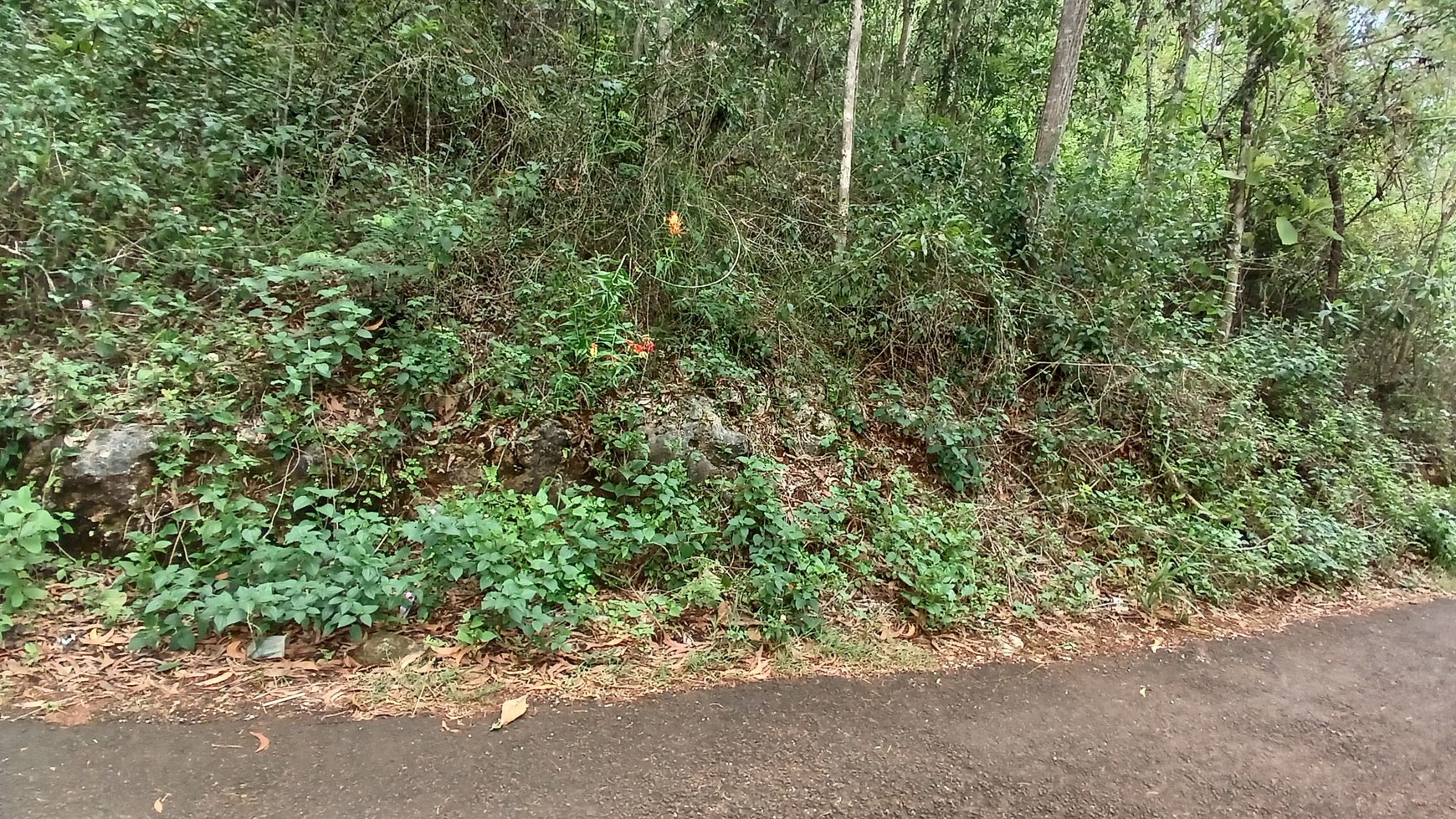 Tanah 1367 Meter Persegi Dekat Pantai Wahkudu Girikerto Panggang Gunungkidul