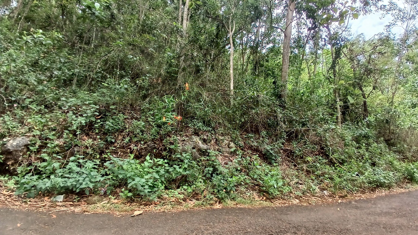 Tanah 1367 Meter Persegi Dekat Pantai Wahkudu Girikerto Panggang Gunungkidul