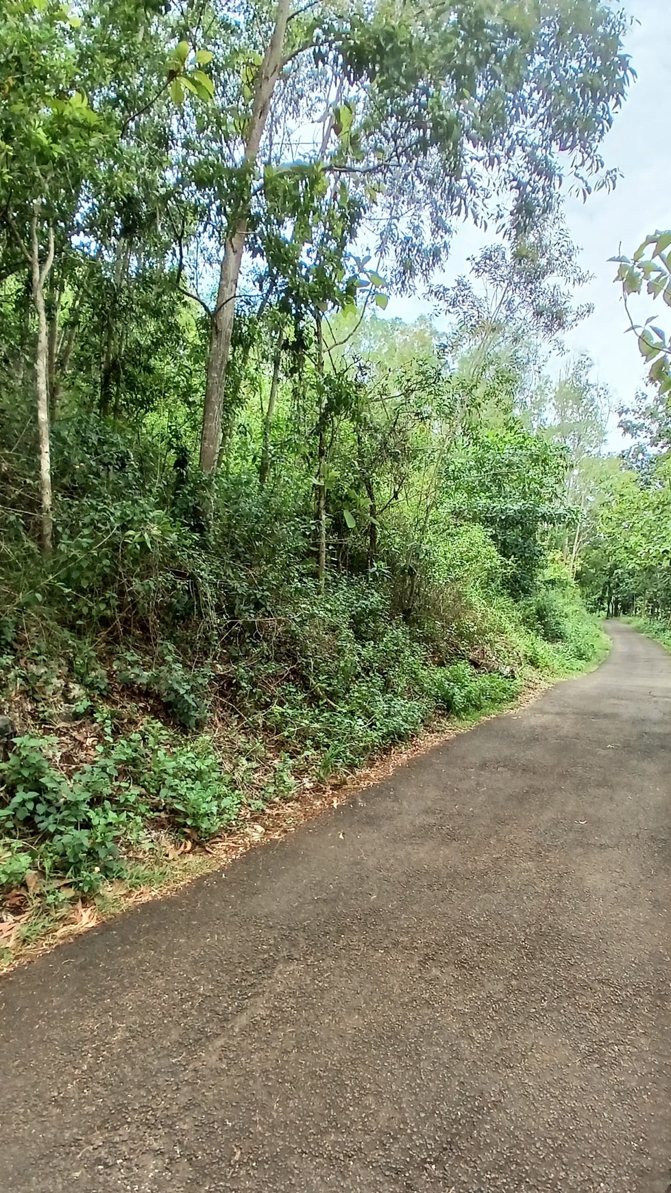 Tanah 1367 Meter Persegi Dekat Pantai Wahkudu Girikerto Panggang Gunungkidul