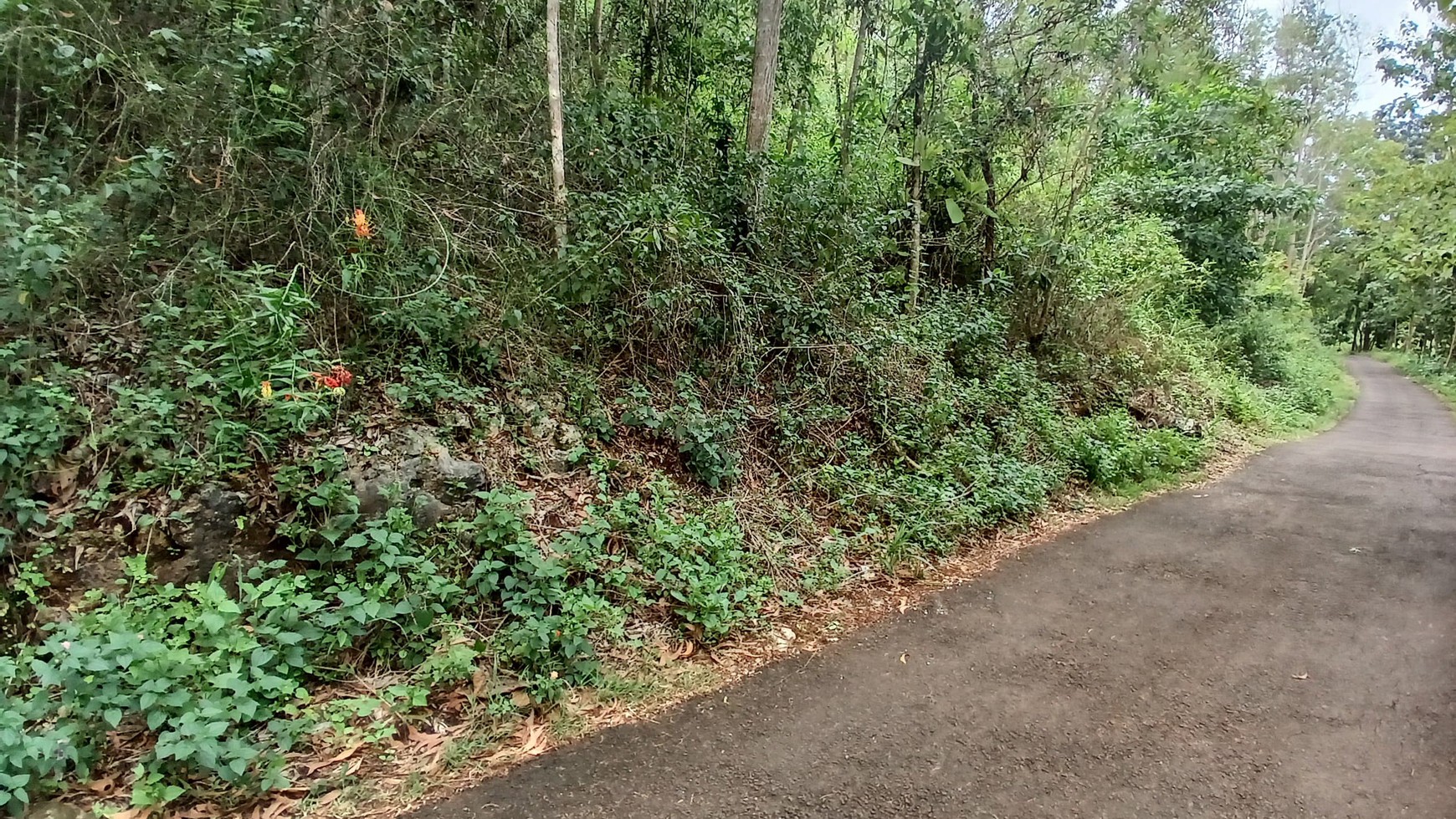 Tanah 1367 Meter Persegi Dekat Pantai Wahkudu Girikerto Panggang Gunungkidul