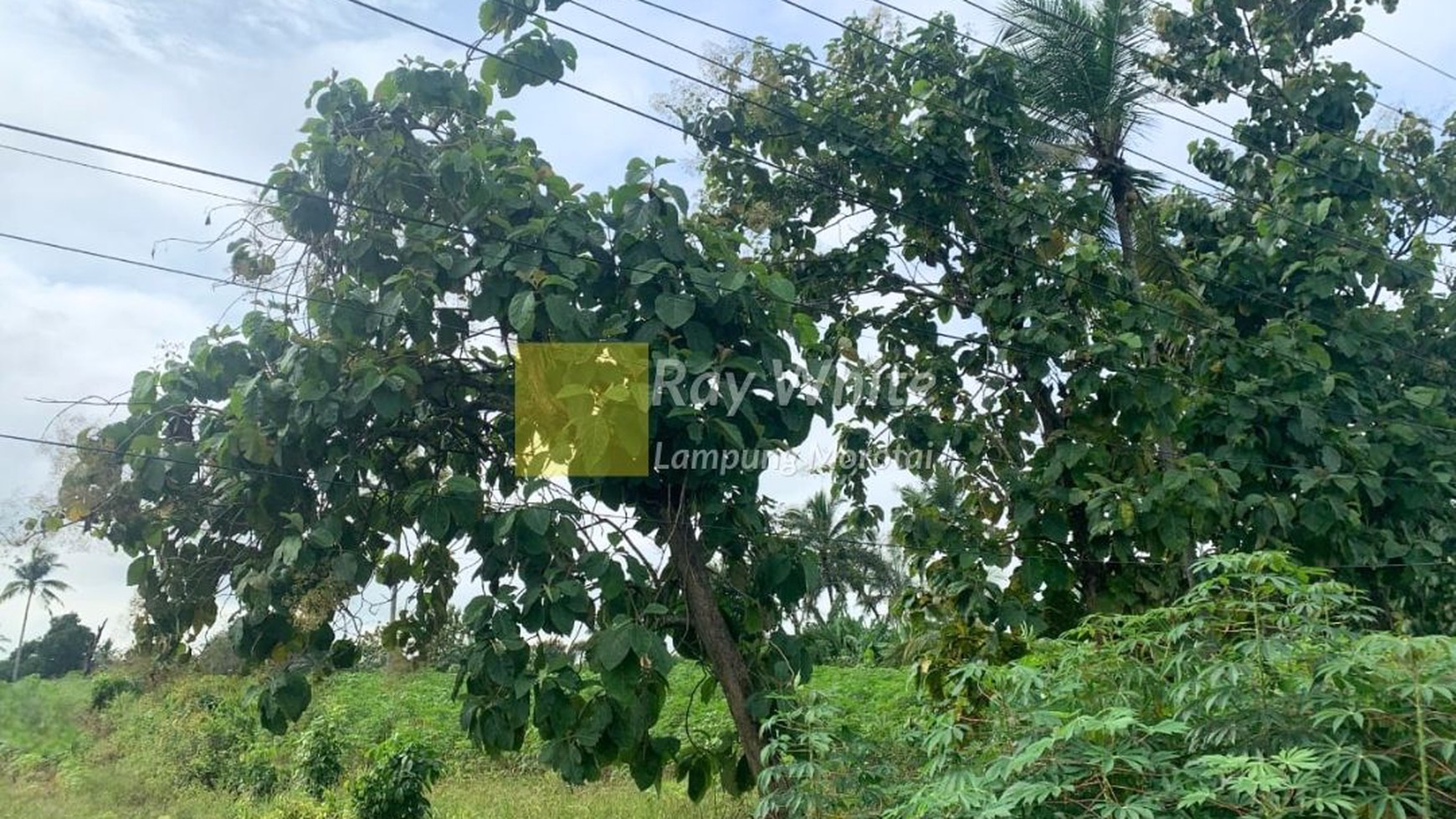 Tanah dijual disewakan strategis jalan lintas sumatra lokasi Terbanggi