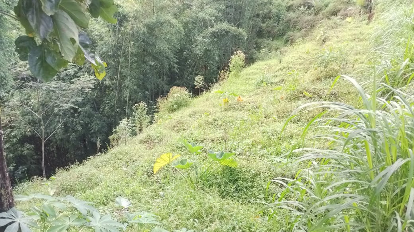 Tanah 619 Meter Persegi Cocok Untuk Perkebunan Lokasi kaliangkrik Magelang
