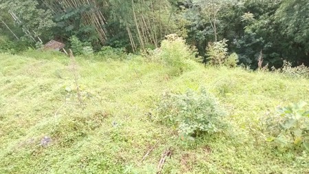 Tanah 619 Meter Persegi Cocok Untuk Perkebunan Lokasi kaliangkrik Magelang 