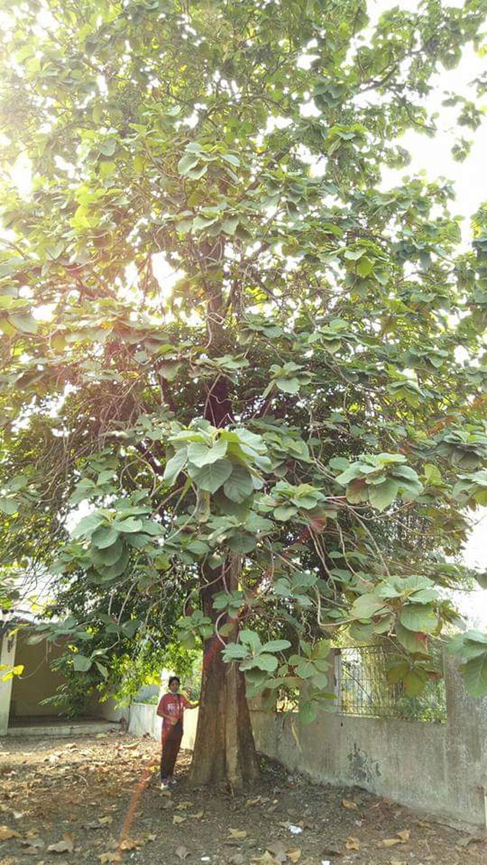 Kavling siap bangun bonus rumah depan sport center jauh lebih luas dibanding kavling citragran