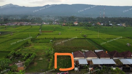 FREEHOLD LAND FOR SALE IN LOVINA AREA WITH RICE FIELD AND MOUNTAIN VIEWS