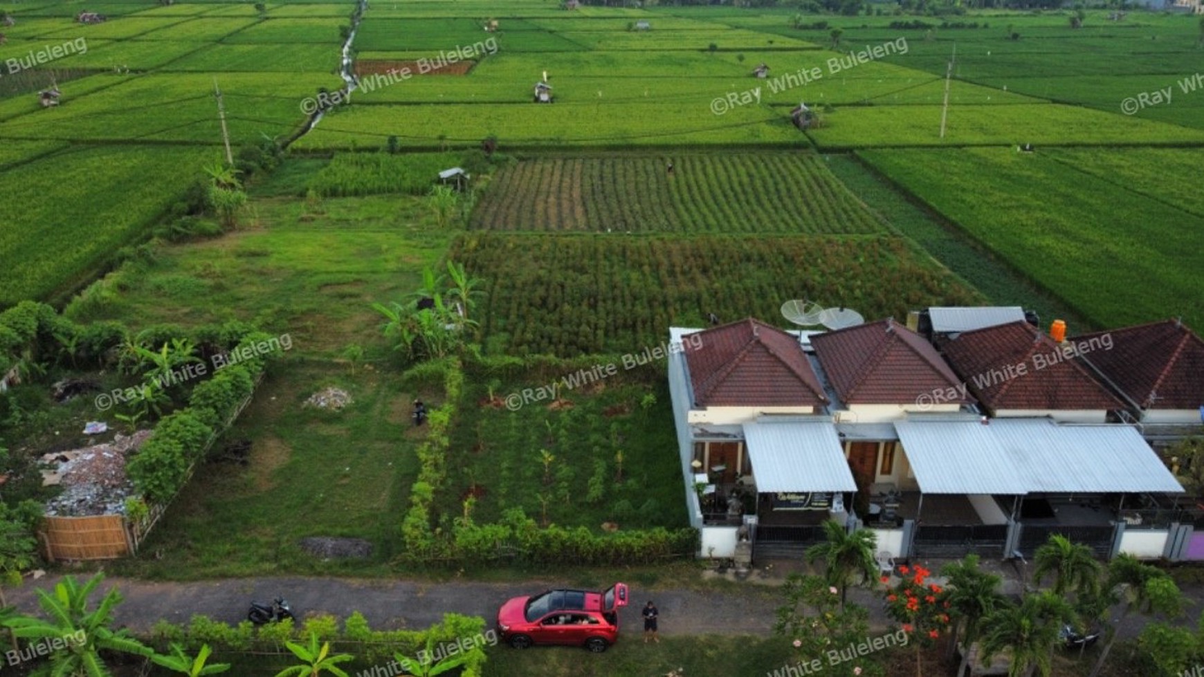 FREEHOLD LAND FOR SALE IN LOVINA AREA WITH RICE FIELD AND MOUNTAIN VIEWS