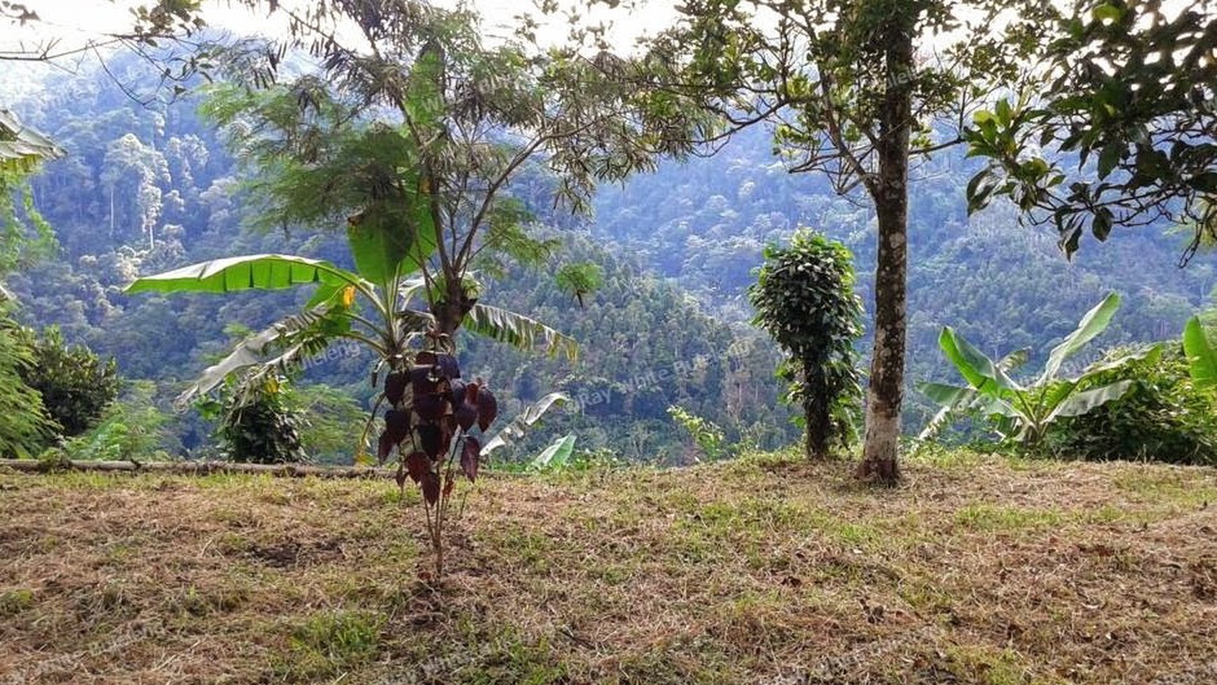 CHEAP LAND FOR SALE IN BUSUNGBIU