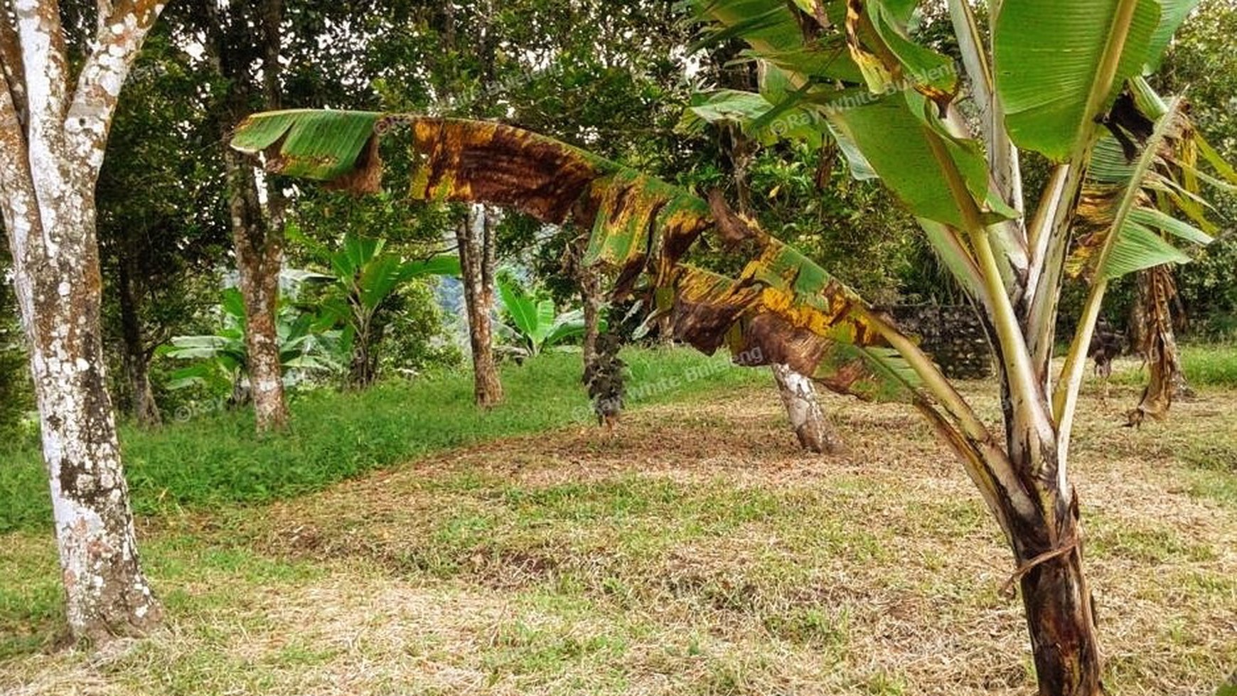 CHEAP LAND FOR SALE IN BUSUNGBIU
