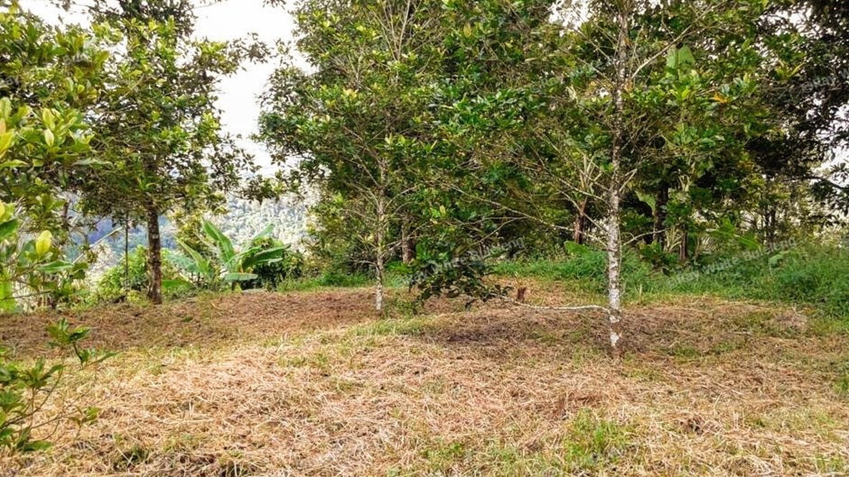 CHEAP LAND FOR SALE IN BUSUNGBIU