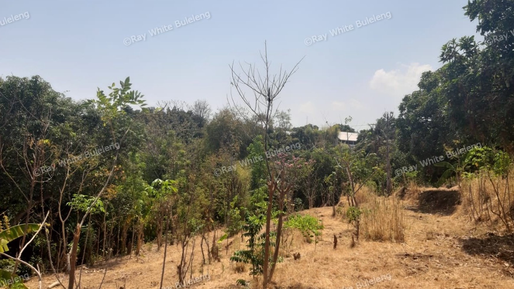 Lovina Land For Sale 5910 M2