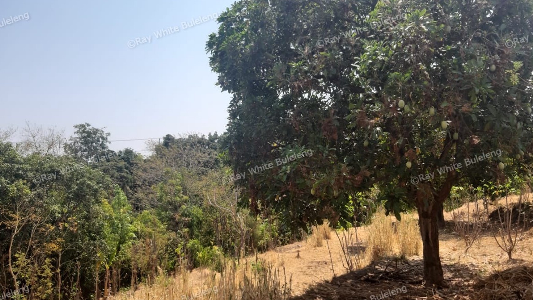 Lovina Land For Sale 5910 M2