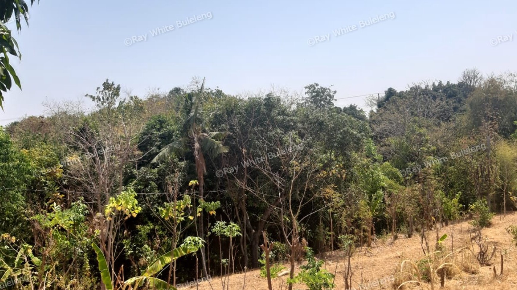 Lovina Land For Sale 5910 M2