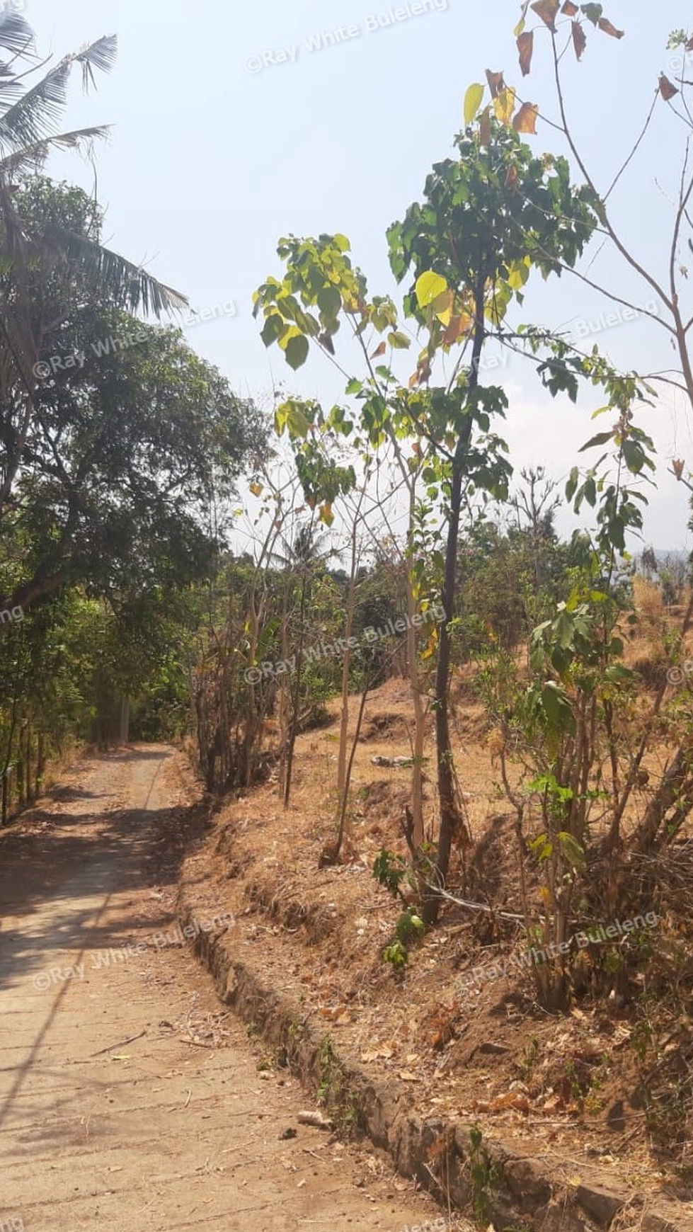 Lovina Land For Sale 5910 M2