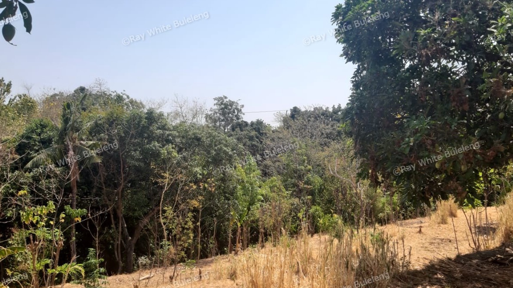 Lovina Land For Sale 5910 M2