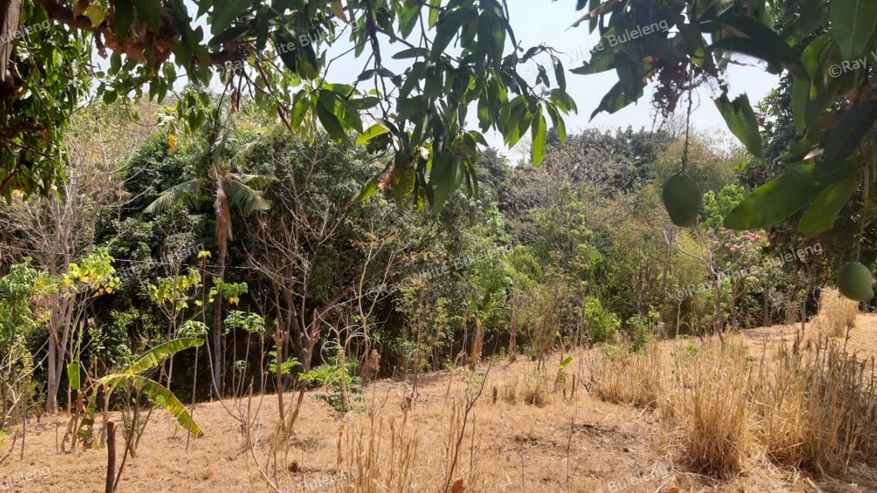 Lovina Land For Sale 5910 M2