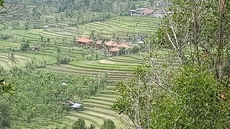 Amazing Rice Terrace View Land For Sale In Banjar