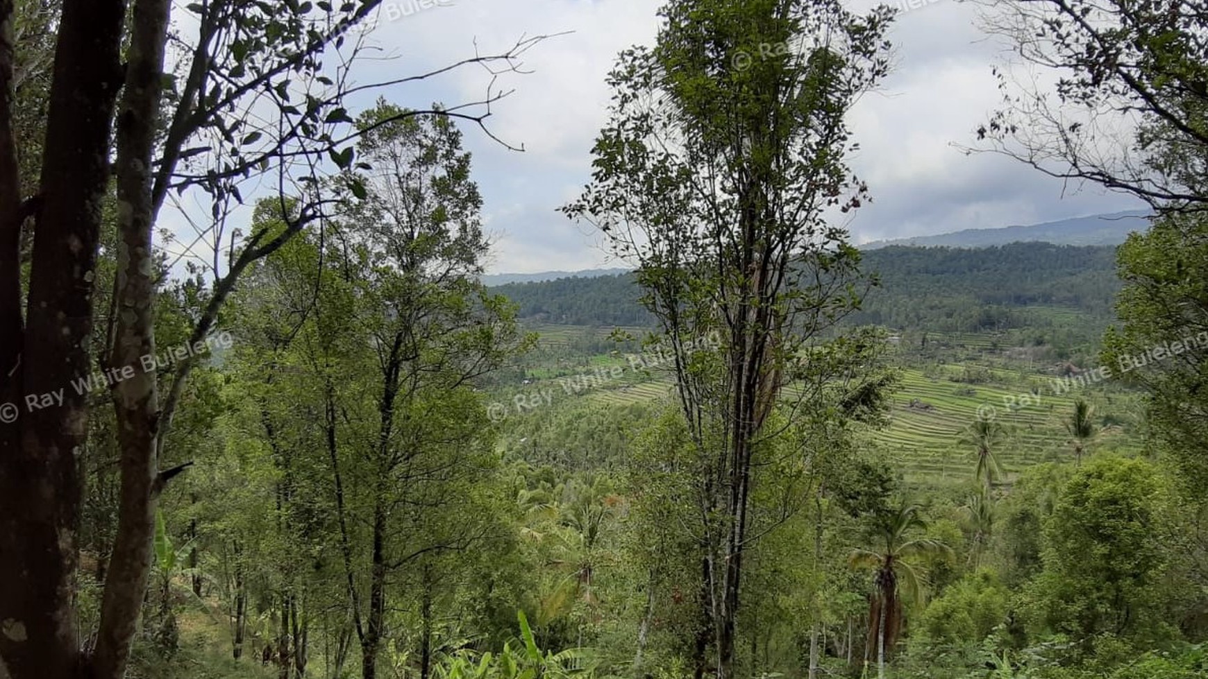Amazing Rice Terrace View Land For Sale In Banjar