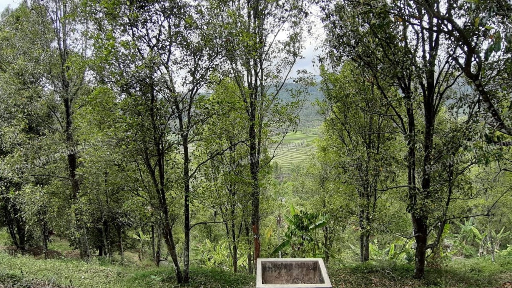 Amazing Rice Terrace View Land For Sale In Banjar