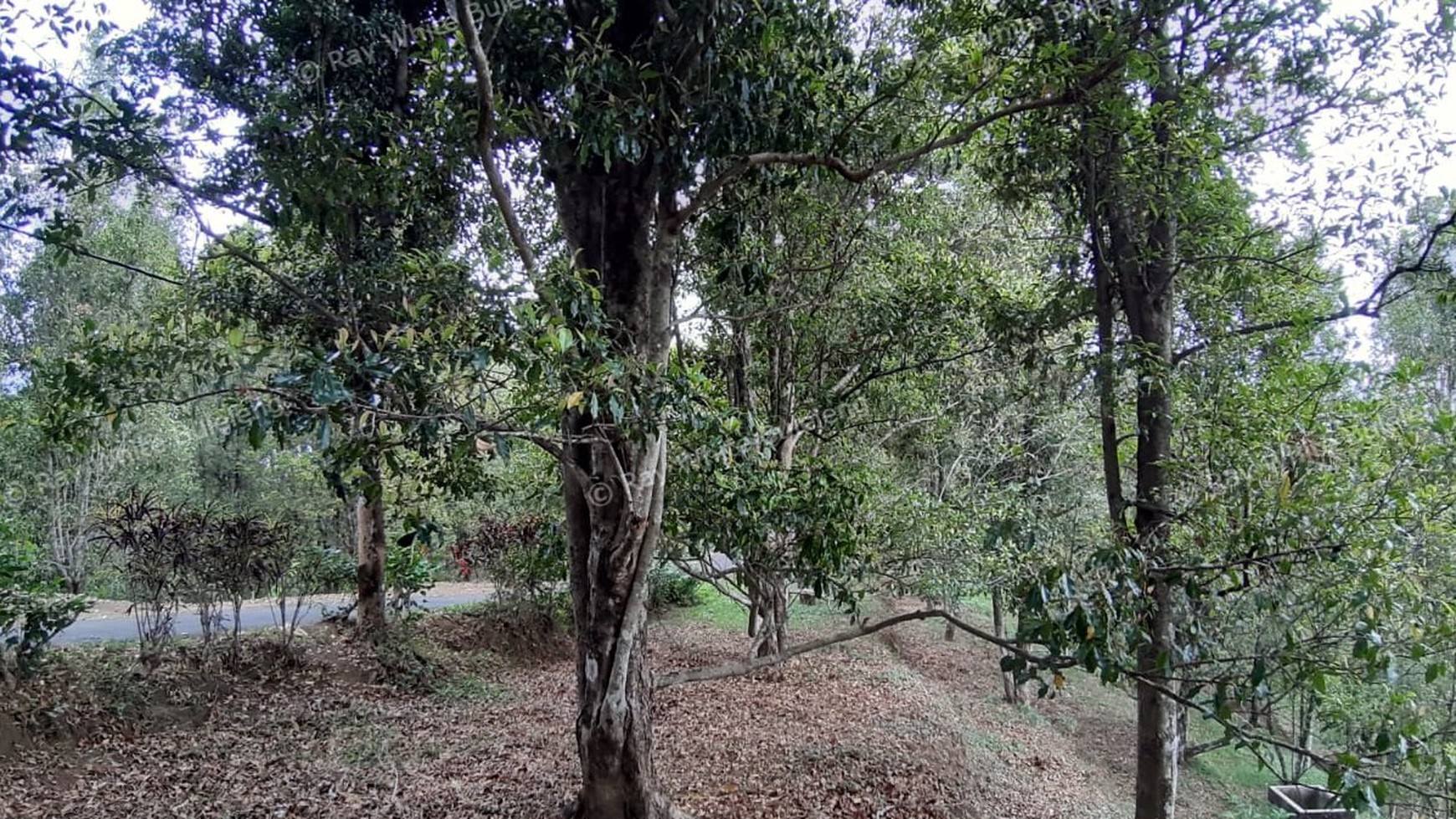 Amazing Rice Terrace View Land For Sale In Banjar