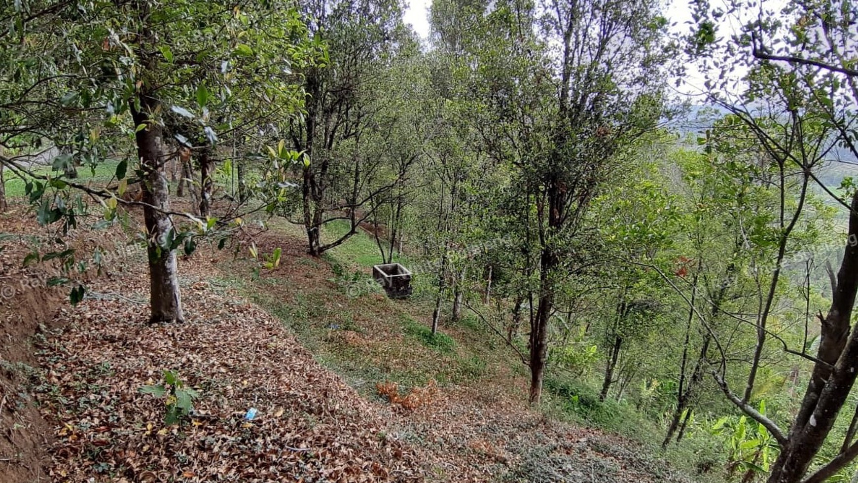 Amazing Rice Terrace View Land For Sale In Banjar
