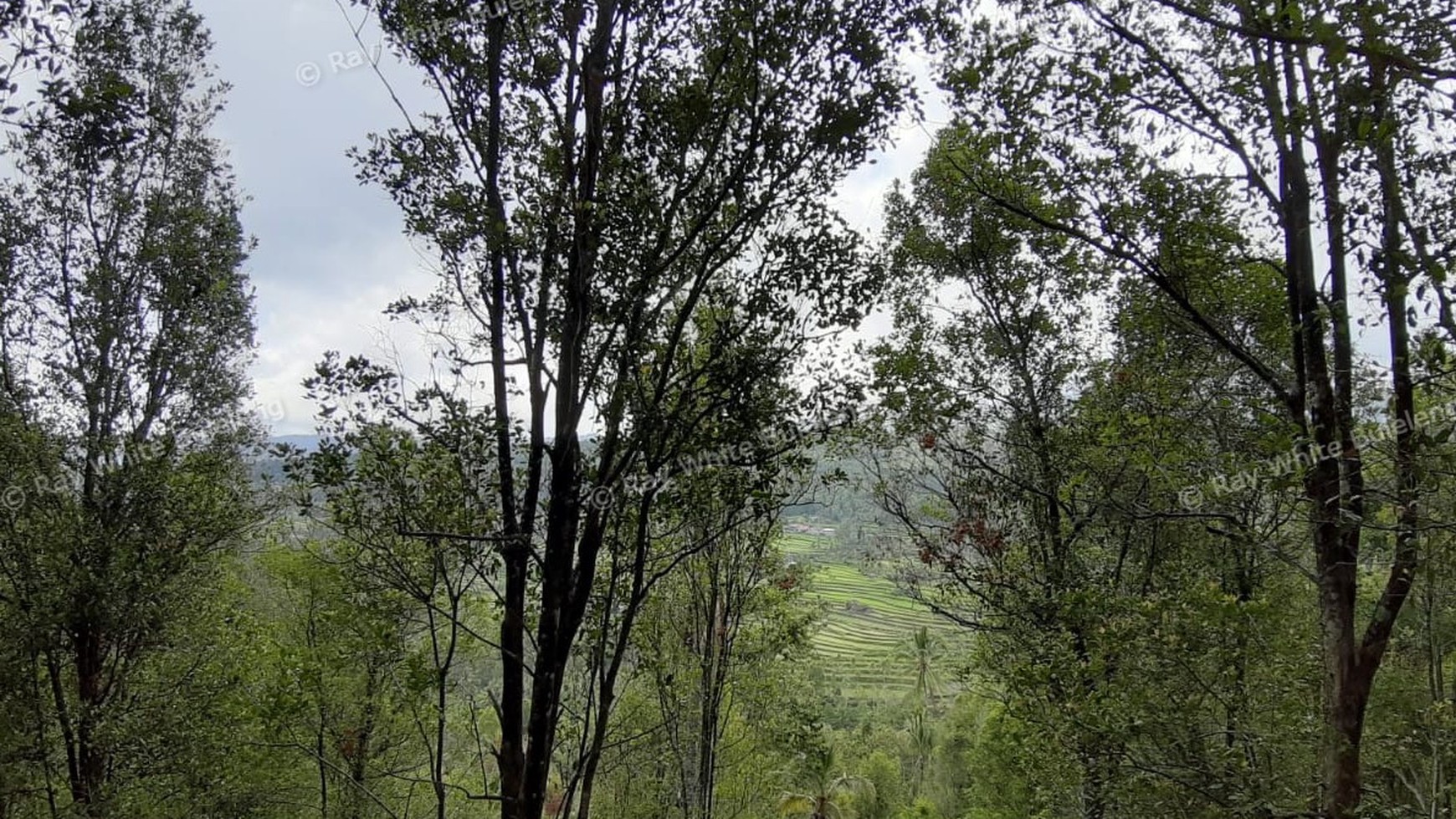 Amazing Rice Terrace View Land For Sale In Banjar