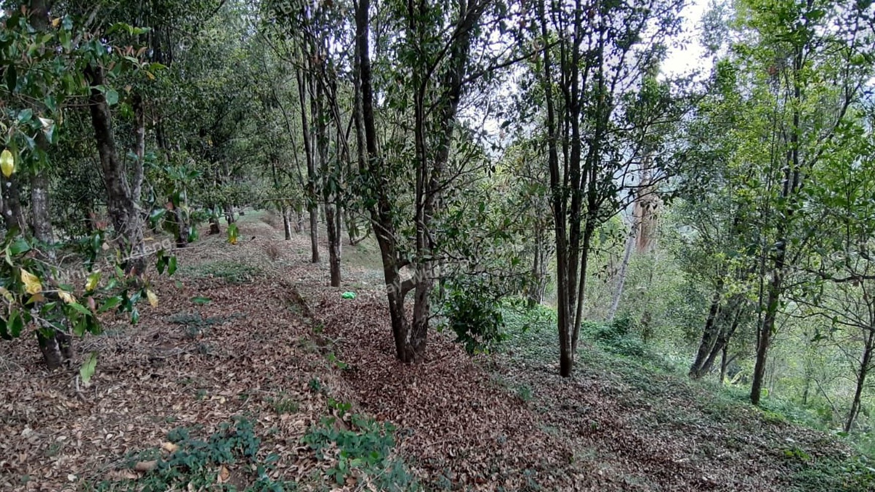 Amazing Rice Terrace View Land For Sale In Banjar