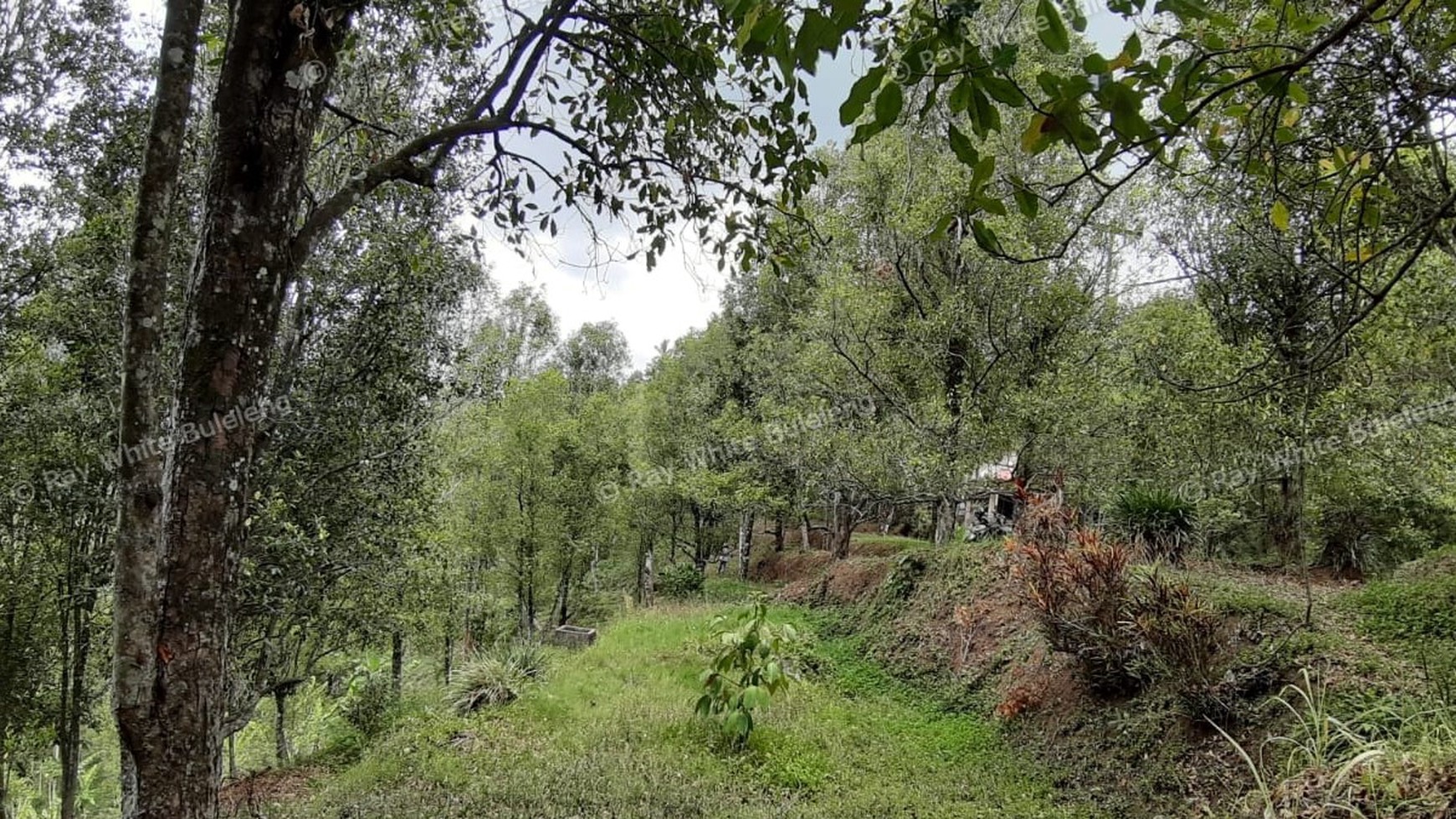 Amazing Rice Terrace View Land For Sale In Banjar