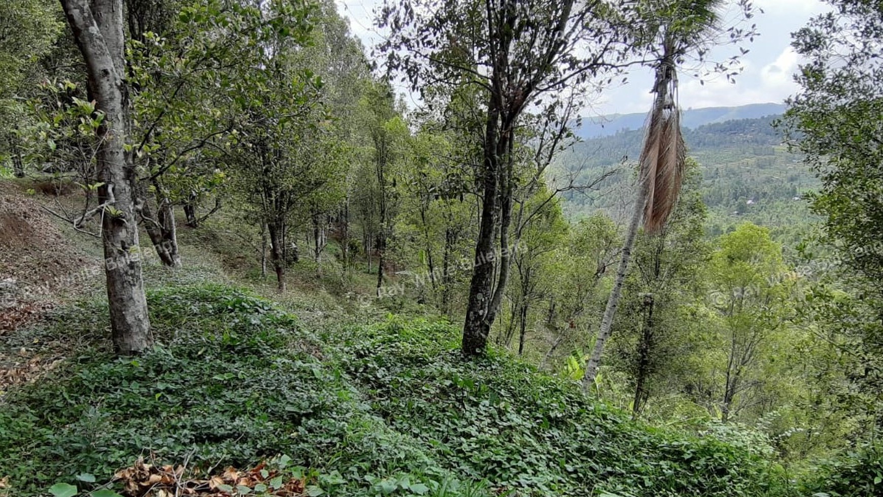 Amazing Rice Terrace View Land For Sale In Banjar