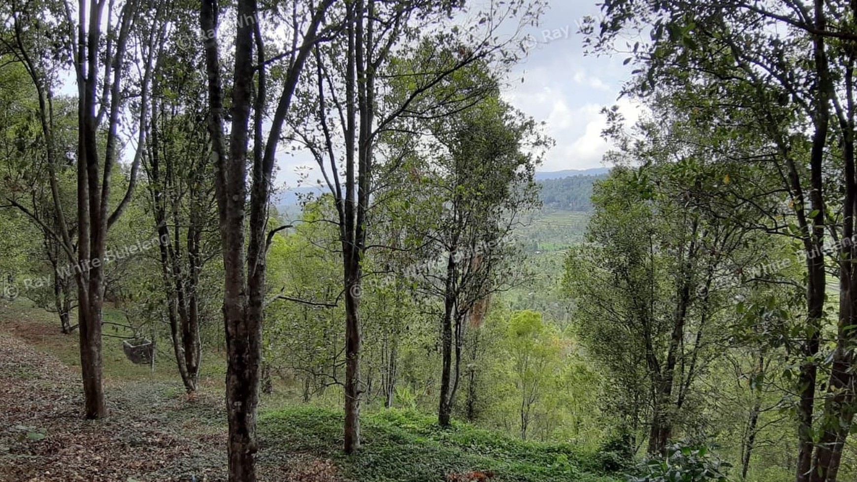 Amazing Rice Terrace View Land For Sale In Banjar