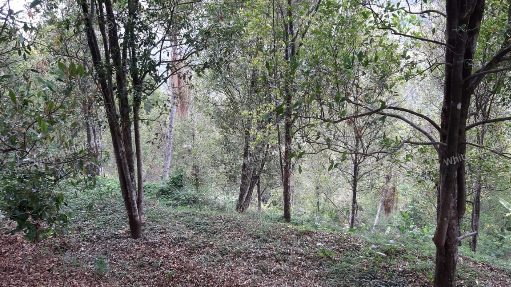 Amazing Rice Terrace View Land For Sale In Banjar