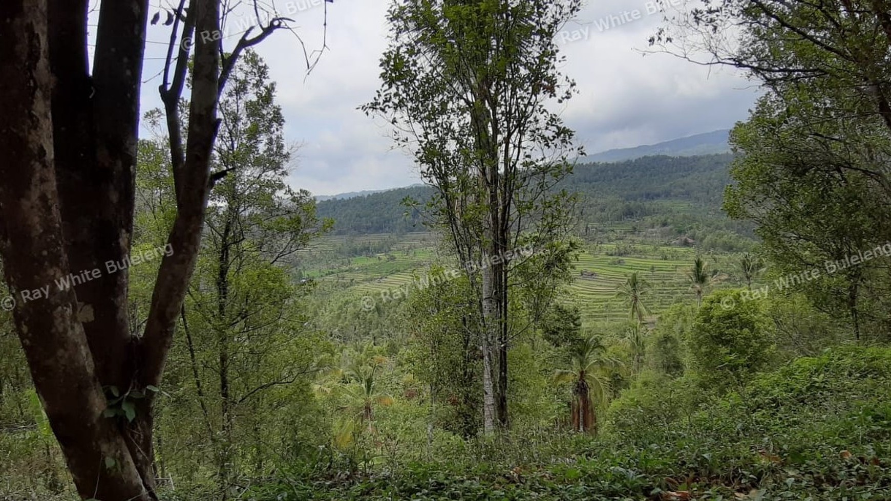 Amazing Rice Terrace View Land For Sale In Banjar