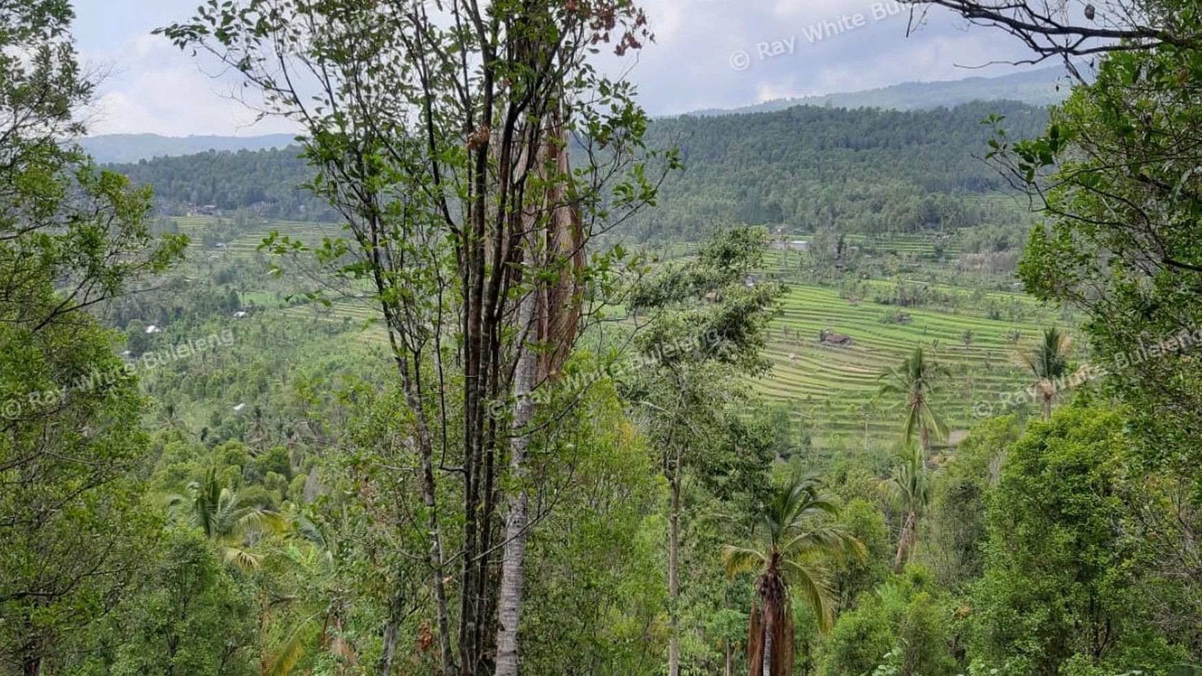 Amazing Rice Terrace View Land For Sale In Banjar