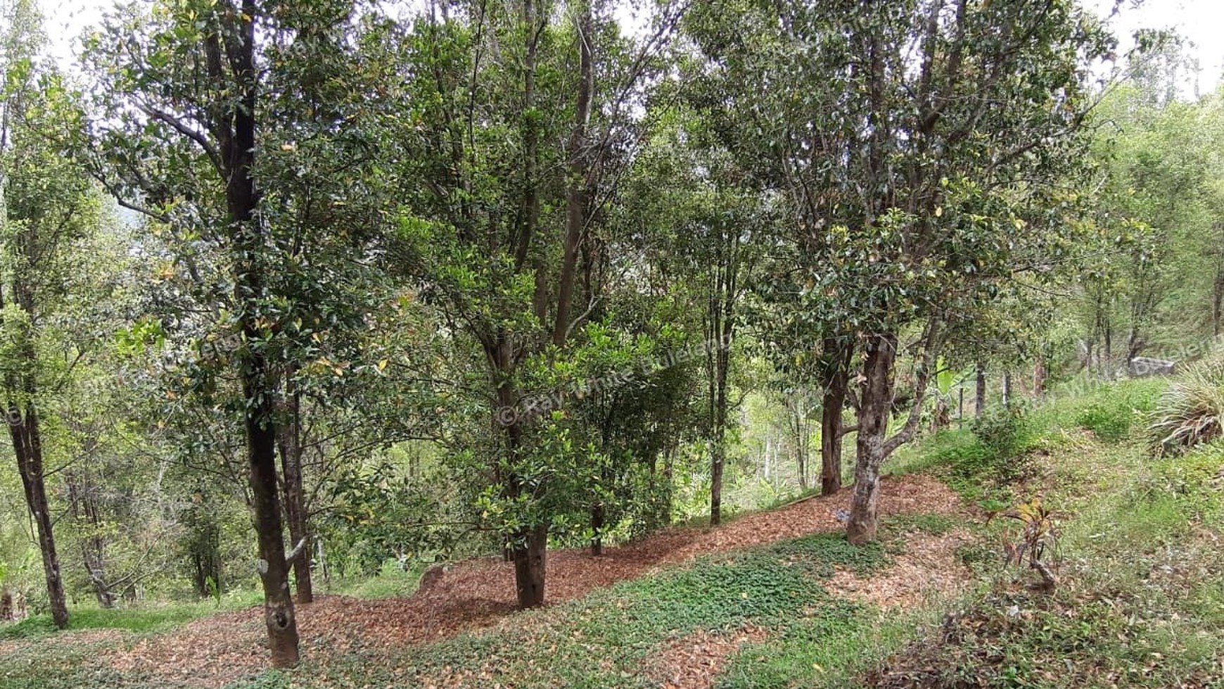 Amazing Rice Terrace View Land For Sale In Banjar