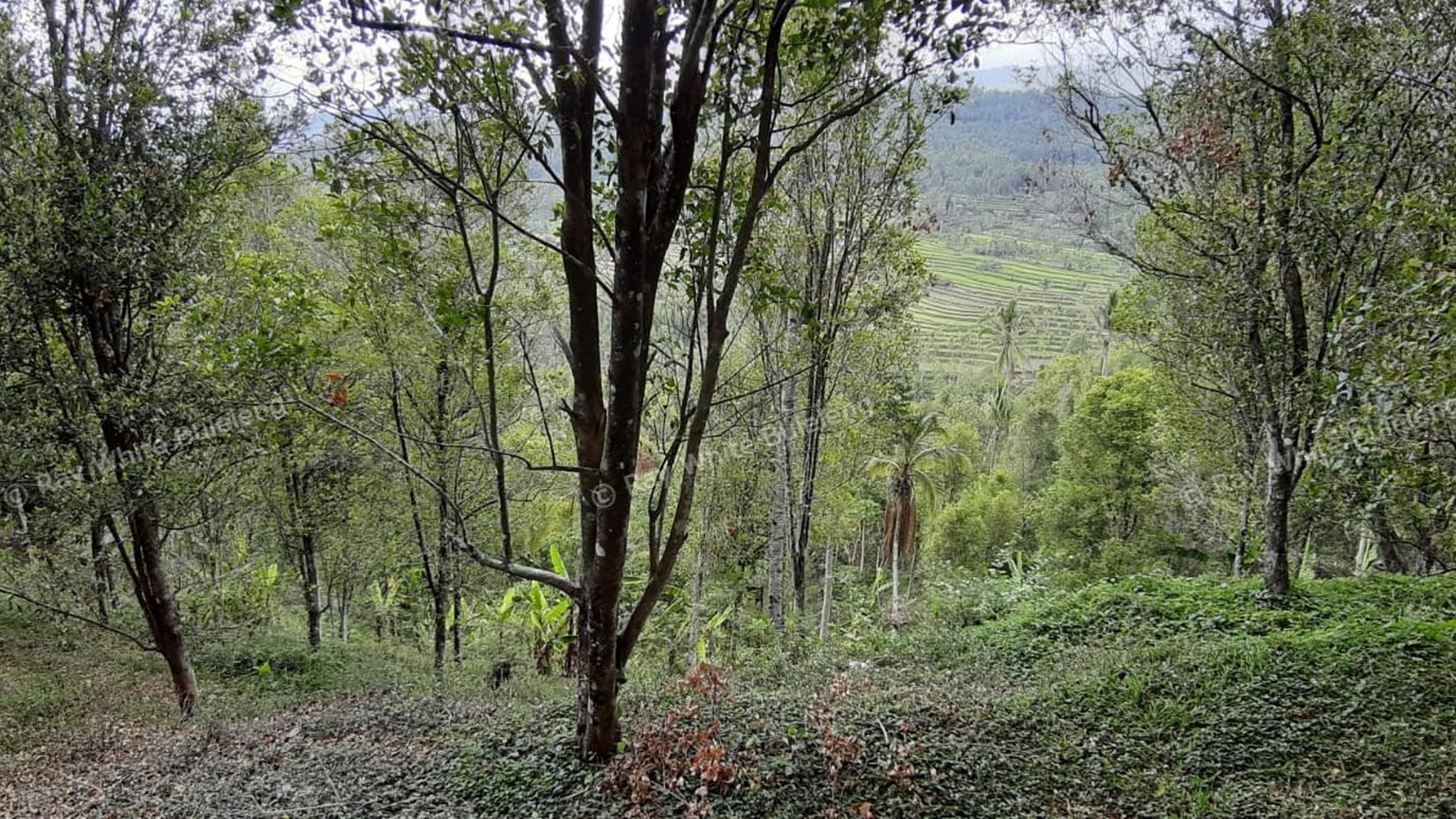 Amazing Rice Terrace View Land For Sale In Banjar