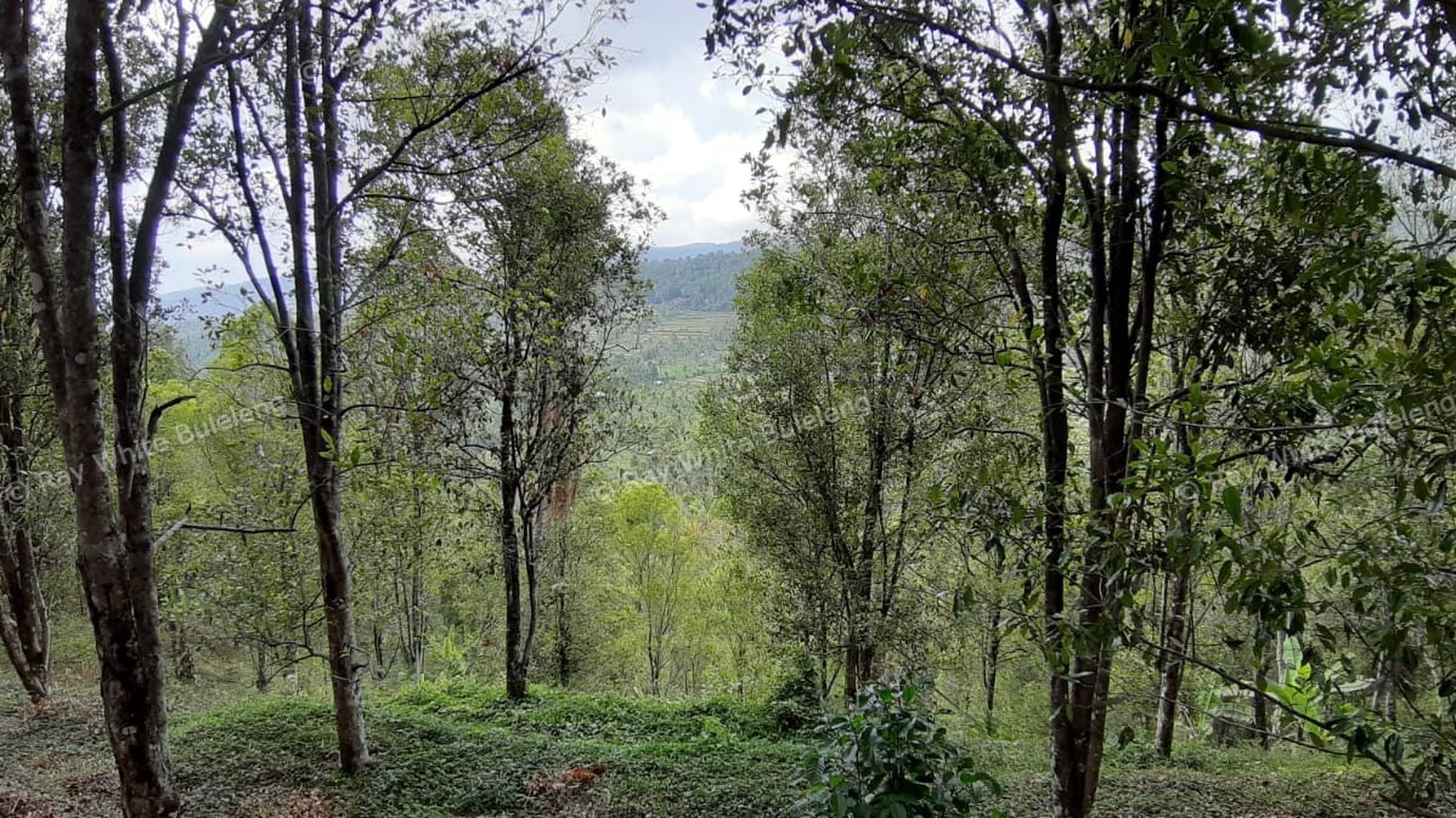 Amazing Rice Terrace View Land For Sale In Banjar