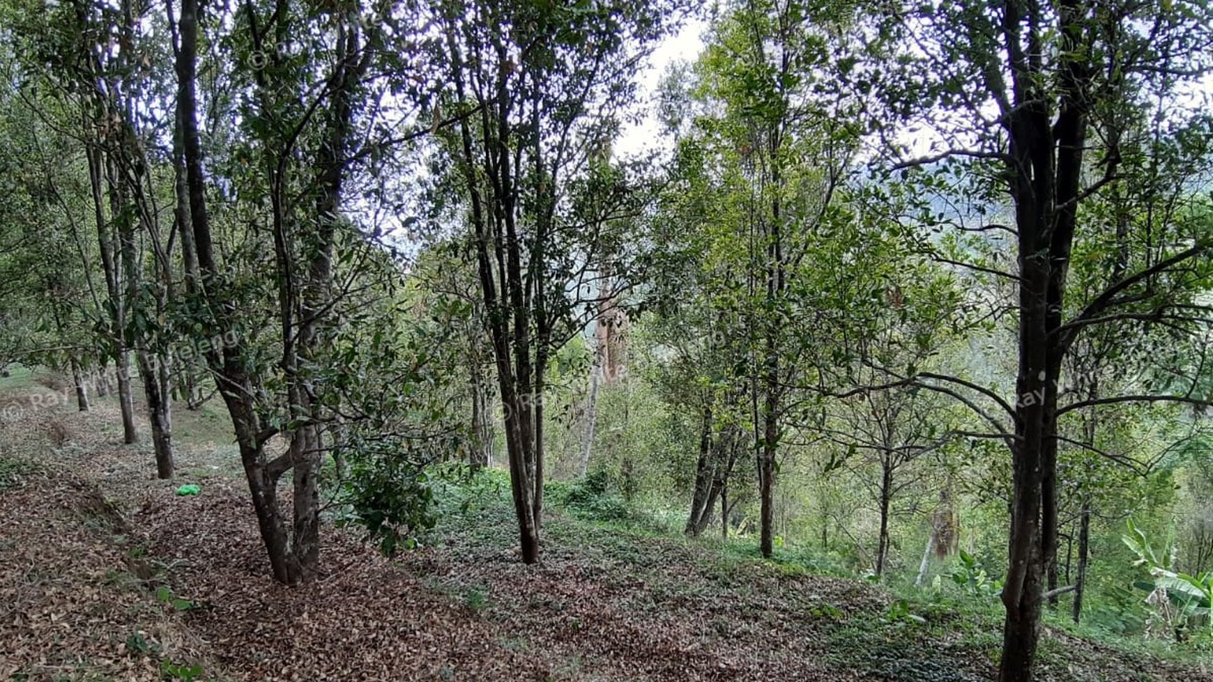 Amazing Rice Terrace View Land For Sale In Banjar