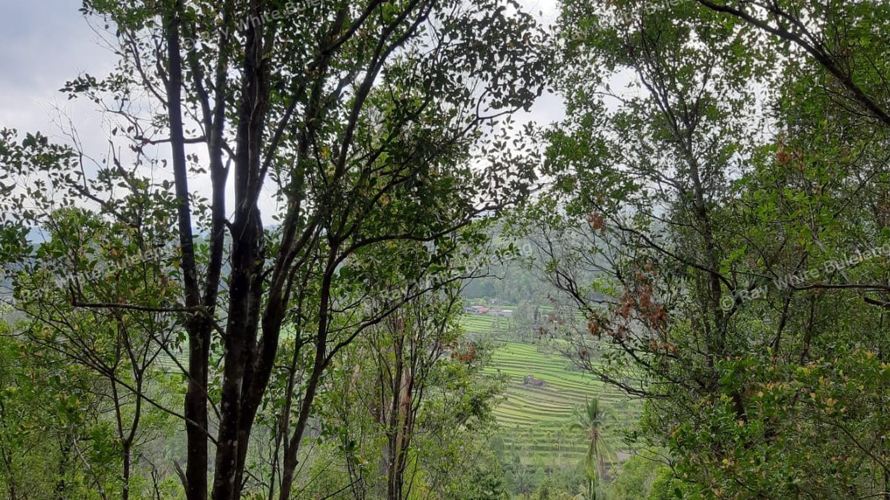 Amazing Rice Terrace View Land For Sale In Banjar