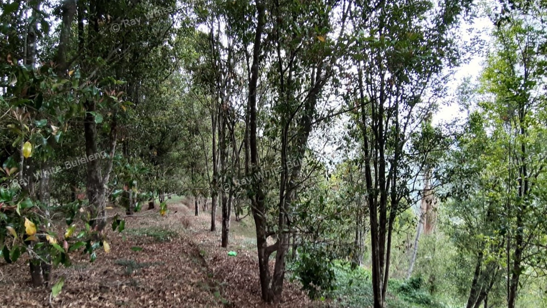 Amazing Rice Terrace View Land For Sale In Banjar