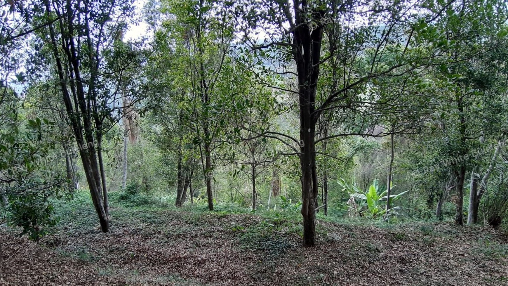 Amazing Rice Terrace View Land For Sale In Banjar