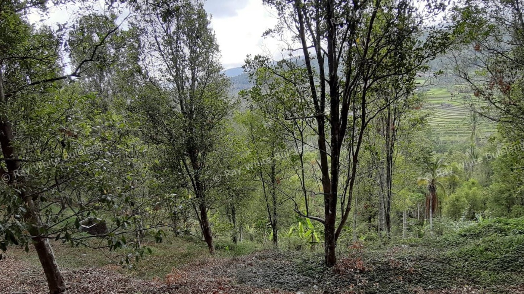 Amazing Rice Terrace View Land For Sale In Banjar
