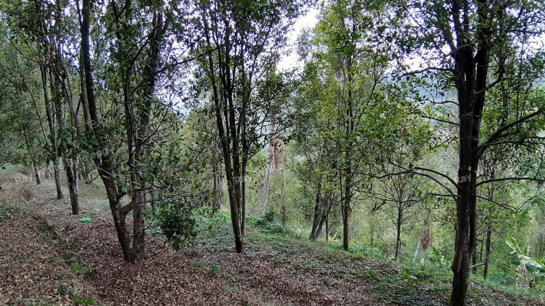 Amazing Rice Terrace View Land For Sale In Banjar