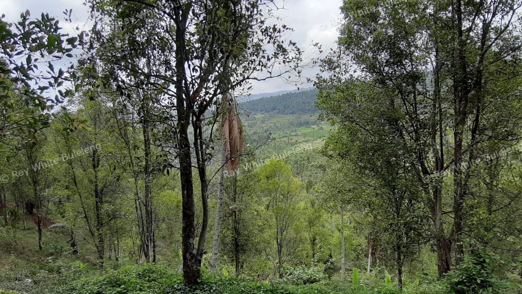Amazing Rice Terrace View Land For Sale In Banjar