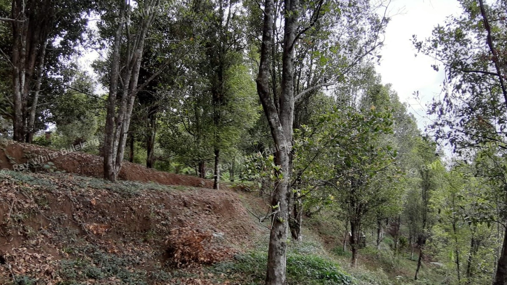 Amazing Rice Terrace View Land For Sale In Banjar