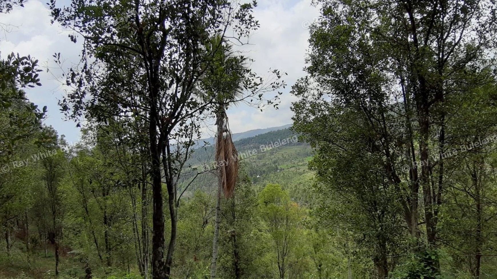 Amazing Rice Terrace View Land For Sale In Banjar
